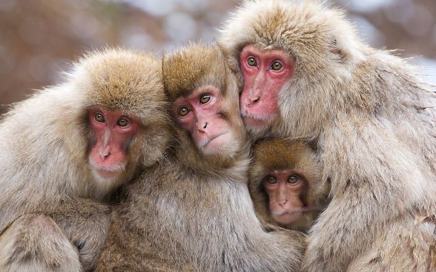 Картинка три животных Pin by José Oliveira on MONKEYS Animals, Animals beautiful, Animal photography