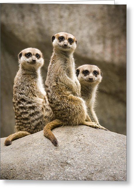 Картинка три животных Three Meerkats Wildlife photography, Wildlife photography tips, Animals beautifu