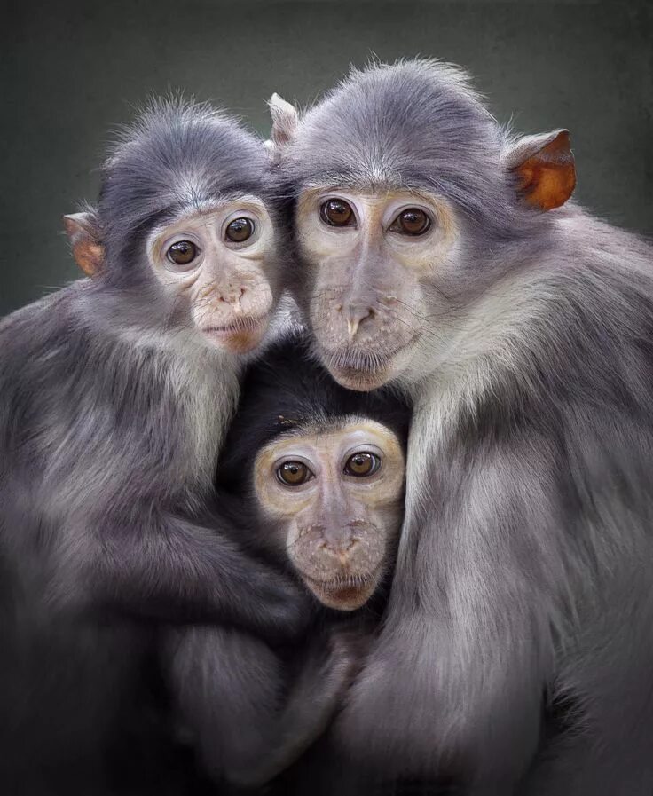 Картинка три животных 3 by Carles Just 500px Animals beautiful, Monkey pictures, Baby animals