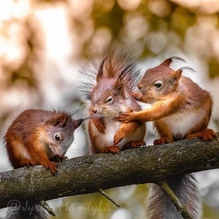 Картинка три животных Épinglé par Pearl Aranda sur Squirrels Écureuil mignon, Animaux mignons, Photo a