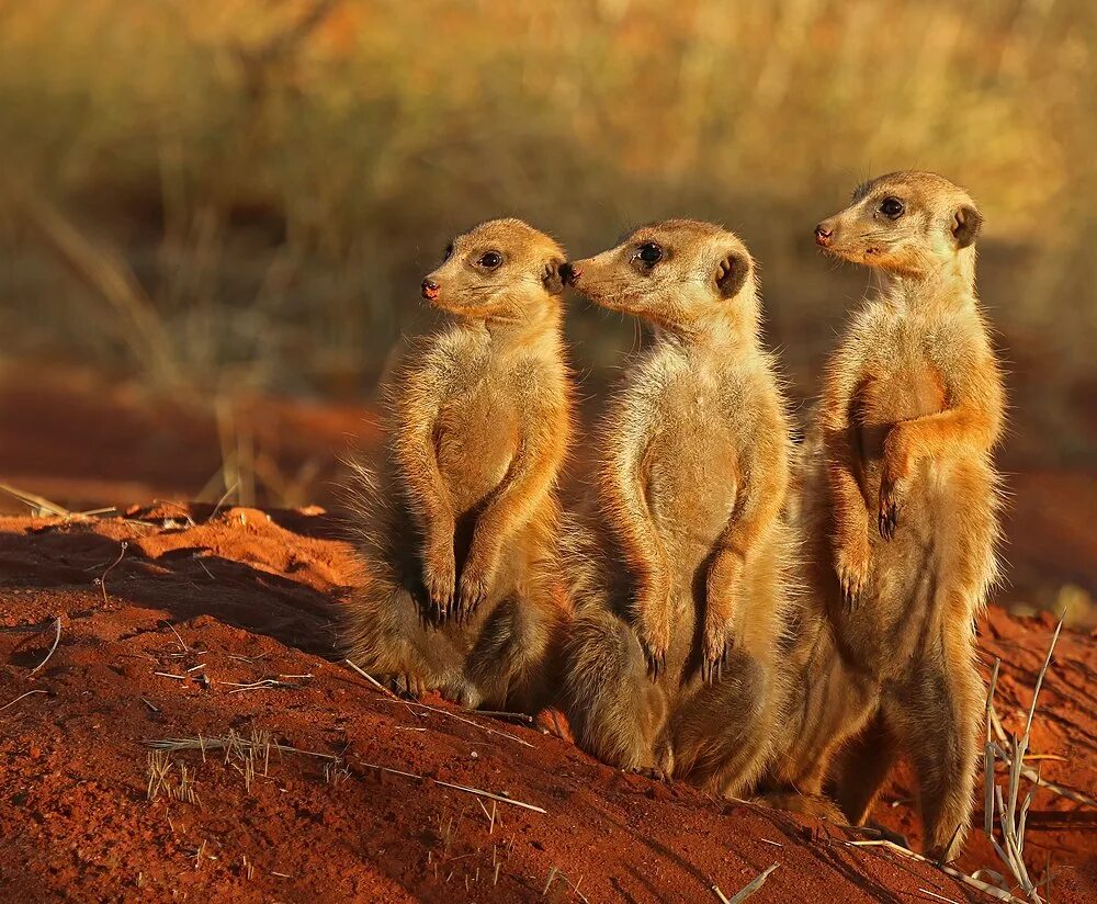 Картинка три животных Wikipedia:Featured picture candidates/Meerkats in the Kalahari - Wikipedia