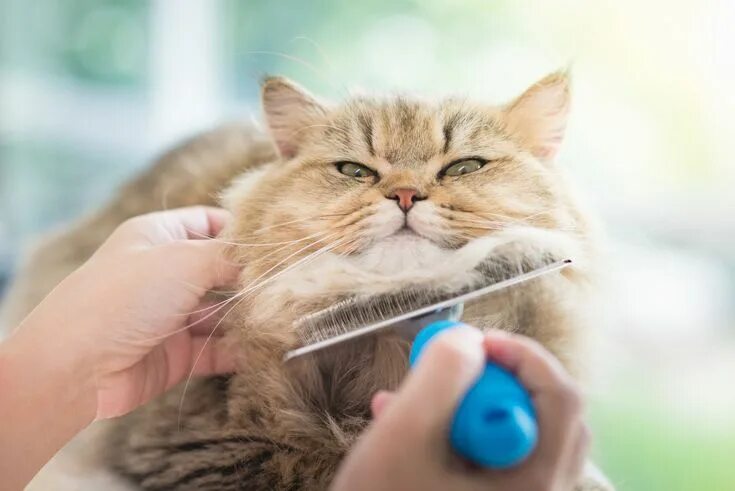 Картинка ухаживать за животными Higiene básica de un gato Cat grooming, Cat shedding, Cat care