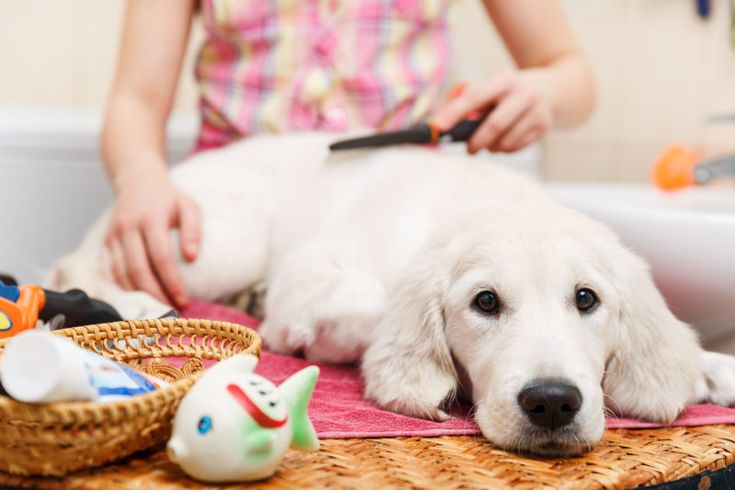 Картинка ухаживать за животными Everything about our lovely pets Camas para perros, Perros, Tipos de perros