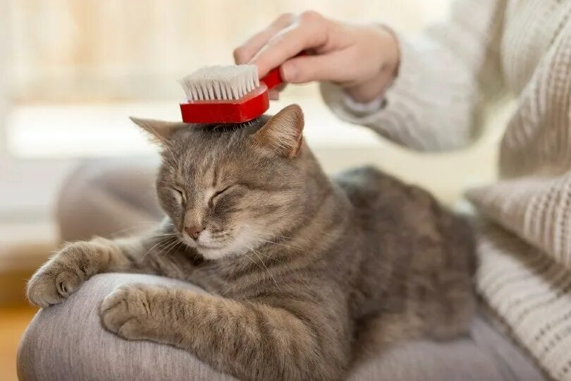 Картинка ухаживать за животными 8 Best Brushes for Medium Hair Cats - 2024 Reviews & Top Picks Hepper