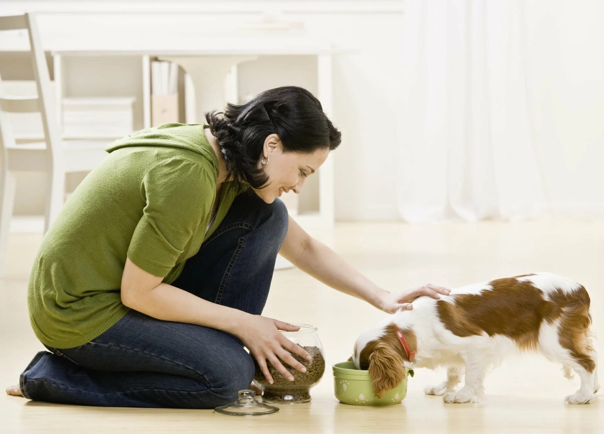 Картинка ухаживать за животными Natural, Organic & Non-Toxic Dog Food Purchasing Guide 2022