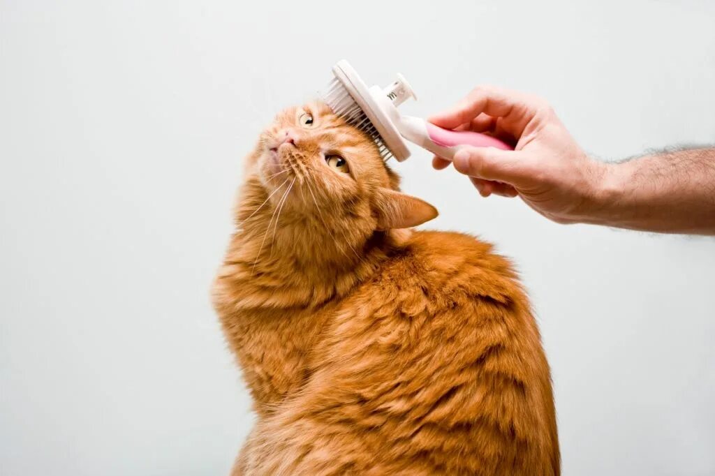 Картинка ухаживать за животными Tips & Advice: The Importance of Cat Grooming Cat grooming, Cat allergies, Cat c
