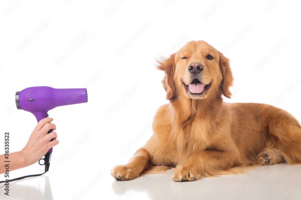 Картинка ухаживать за животными Grooming Dog Фотографія Stock Adobe Stock