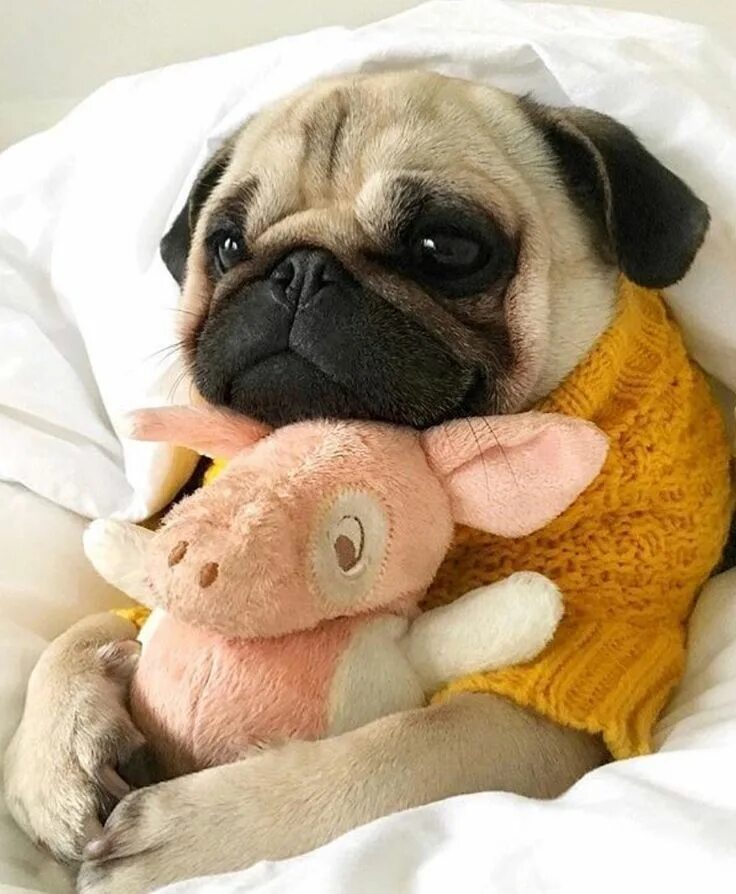 Картинка утро животные смешные What else can you do on a rainy day?! @louloupug Cute pug puppies, Cute pugs, Cu