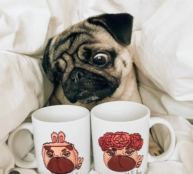 Картинка утро животные смешные If you want to get a cup and don’t know from which one to choose.. Pugs, Funny d