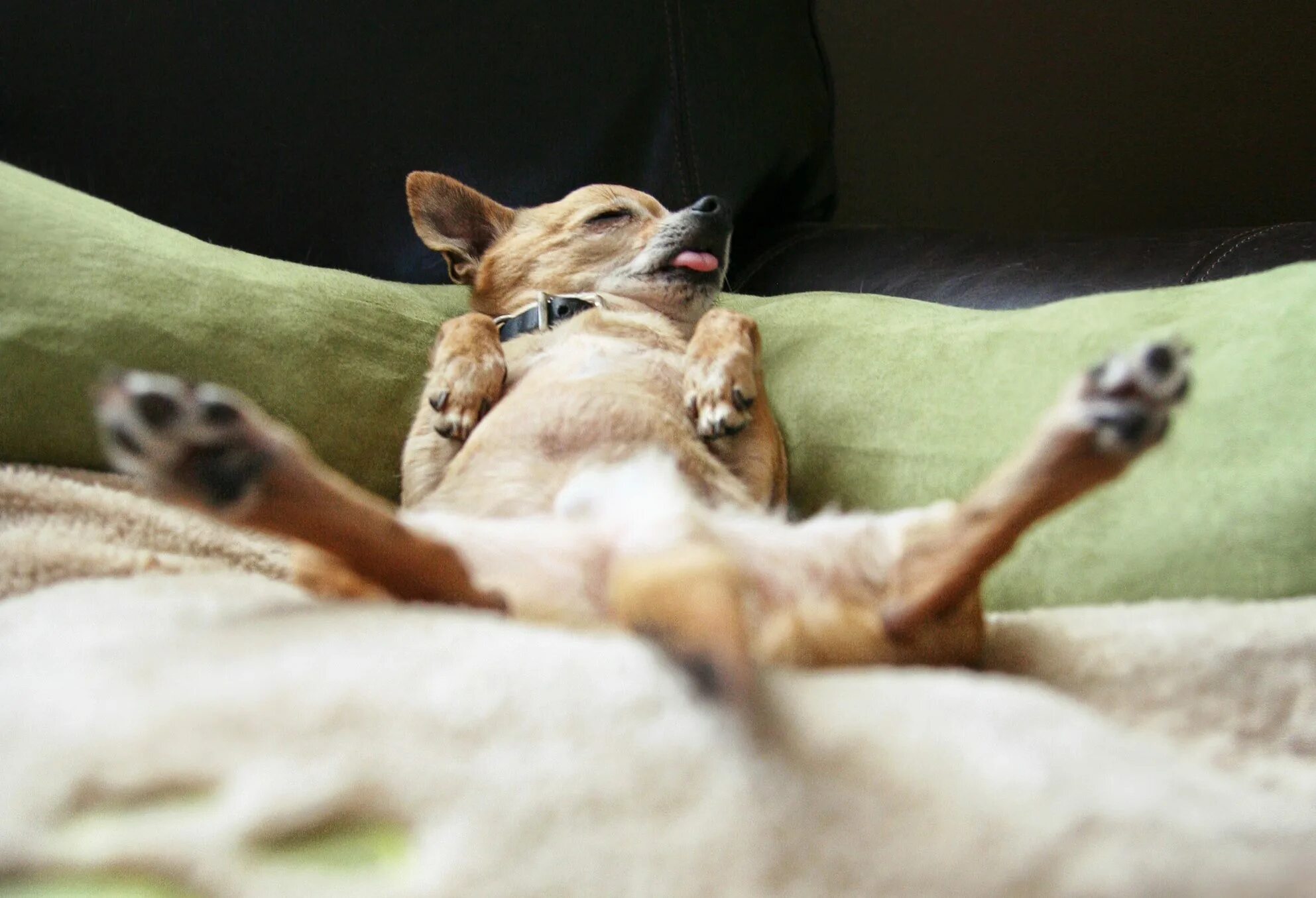 Картинка утро животные смешные Electric Blankets And Dogs Top Sellers veter-komforta.ru