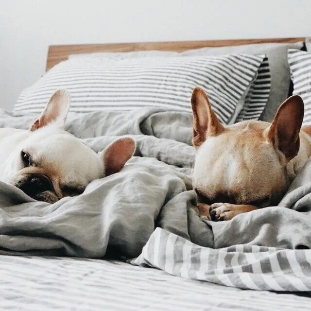 Картинка утро животные смешные Pin by Pinner on pups Bulldog, Cute dogs, Baby animals
