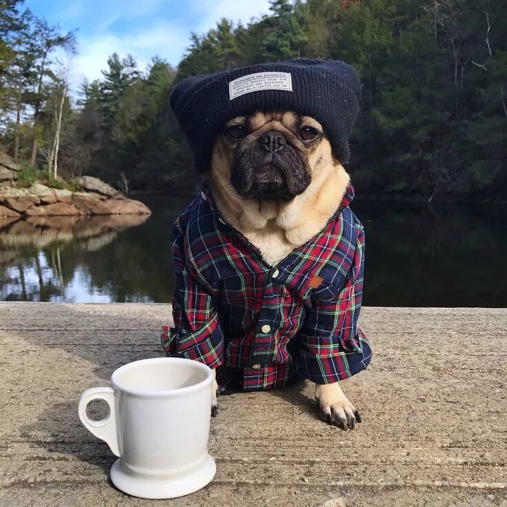 Картинка утро животные смешные Doug The Pug (@itsdougthepug) Твиттер Pug puppies, Pugs, Doug the pug