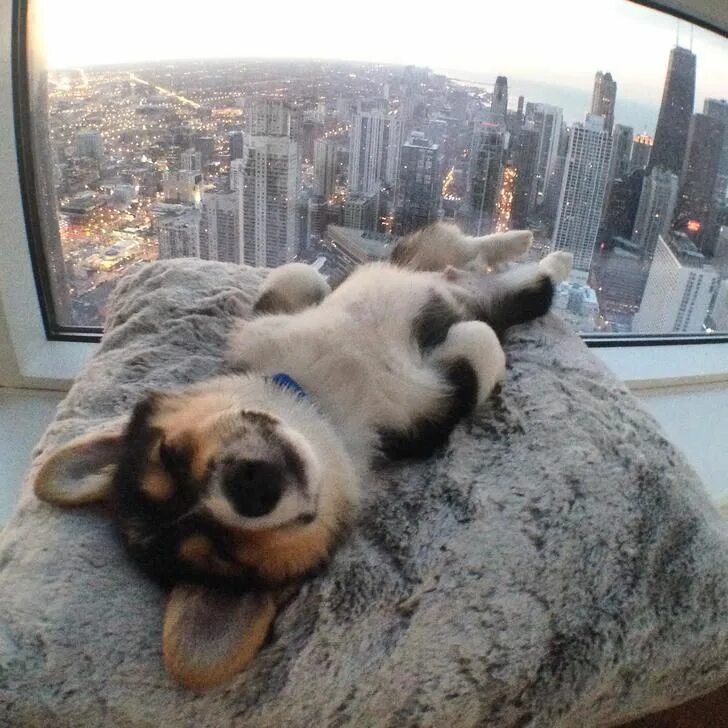 Картинка утро животные смешные Little Corgi in a Big City. Corgi, Perro corgi, Imágenes divertidas de animales