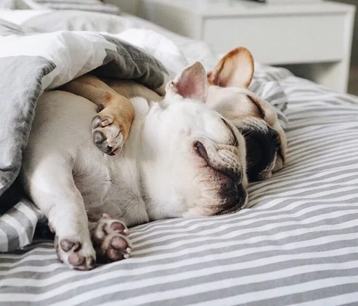 Картинка утро животные смешные See What Happens: Piggy + Polly Tour Our New Palm Beach Store Cute dogs, Cute an