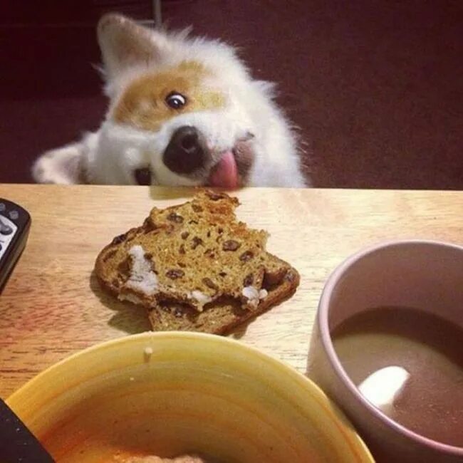 Картинка утро животные смешные Random Dogs (45 pics) Funny animal pictures, Funny animals, Silly dogs