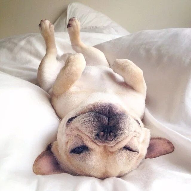 Картинка утро животные смешные 25 Images with Milo the French Bulldog, also known as Frenchiebutt :: This Is Gl