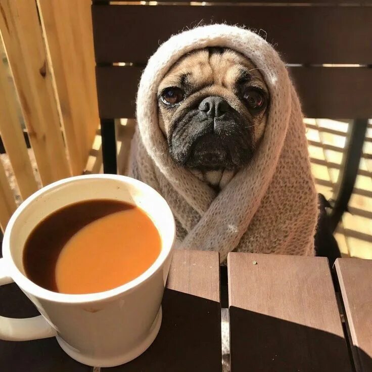 Картинка утро животные смешные Pin on dog Pugs, Puppies and kitties, Doug the pug