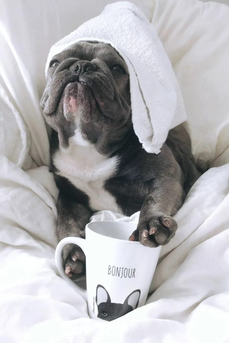 Картинка утро животные смешные French Bulldog Perros bulldog, Perros y gatos graciosos, Perros cachorros