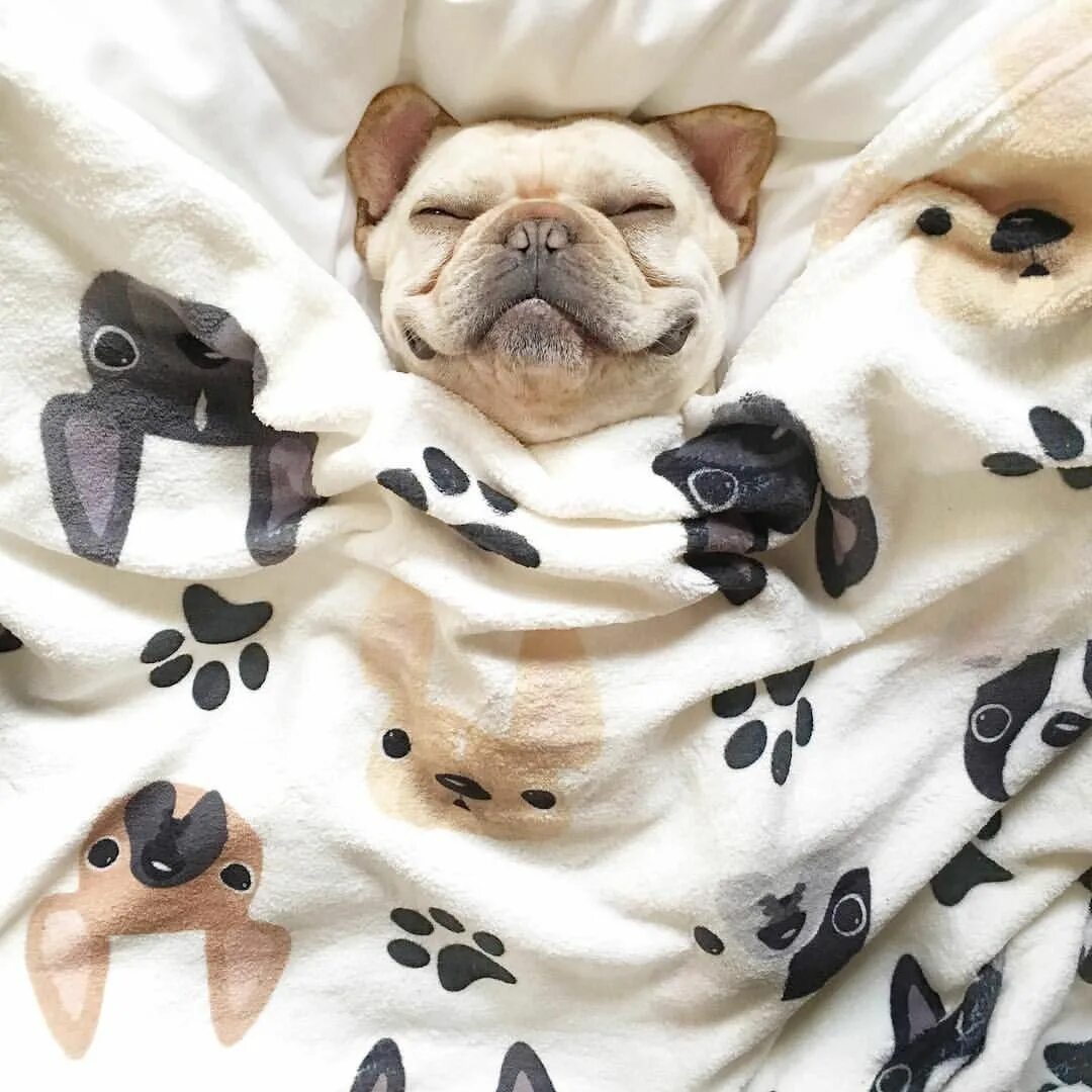 Картинка утро животные смешные oh romeo. Bulldog, French bulldog, Animals