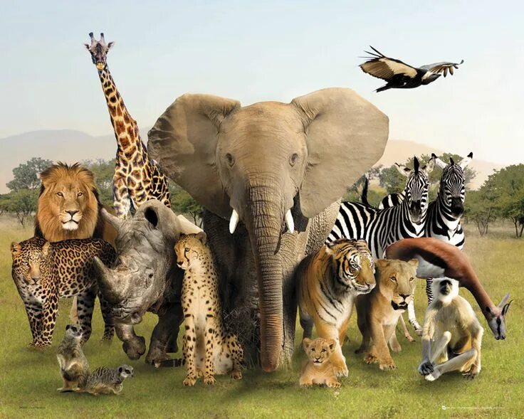 Картинка в мире животных Pin by Jacob Meeks on A Mood Board 2017 Bradley Project Animals wild, Animals, A
