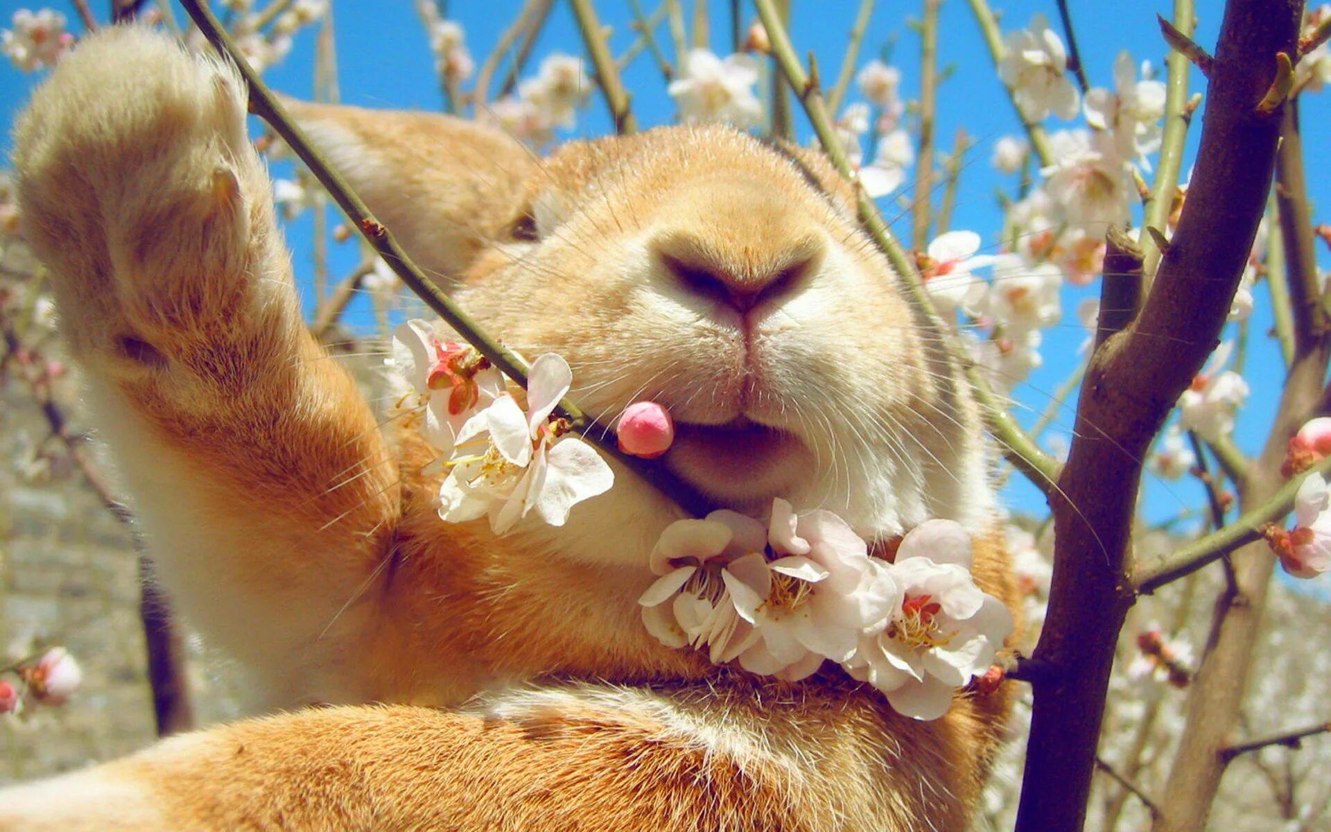 Картинка весна позитивная Wallpaper : animals, nature, wildlife, nose, whiskers, rabbits, skin, flower, ra