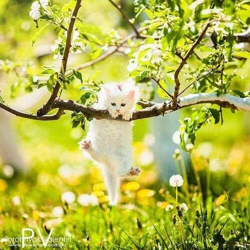 Картинка весна позитивная Pin on Say Hello to my Little Friends