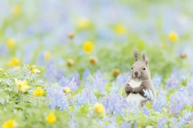 Картинка весна позитивная Pin on Creatures: beautiful, funny and cute Squirrel pictures, Animal pictures, 