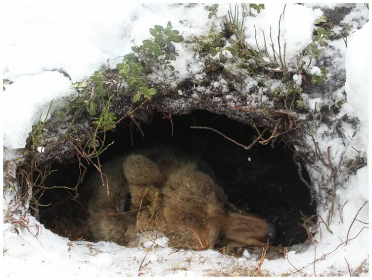 Картинка жилище диких животных Pin by Comrade Utopia on All Natural Architecture Natural architecture, Ursus, I