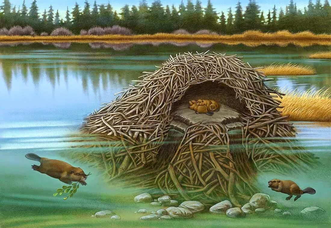 Картинка жилище диких животных Beaver Lodge Cutaway Educational Publisher