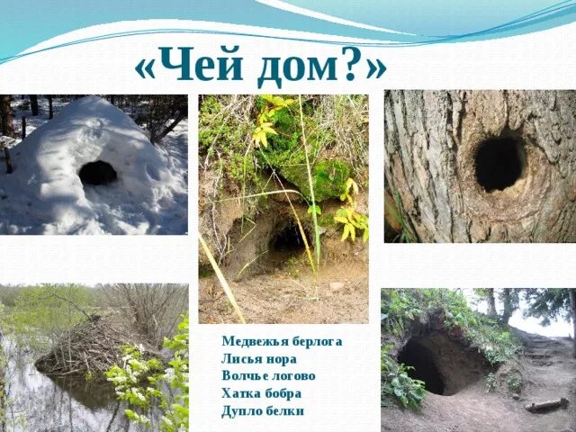 Картинка жилище диких животных "Дикие животные" - Дошкольное образование - Презентации - Дошкольникам