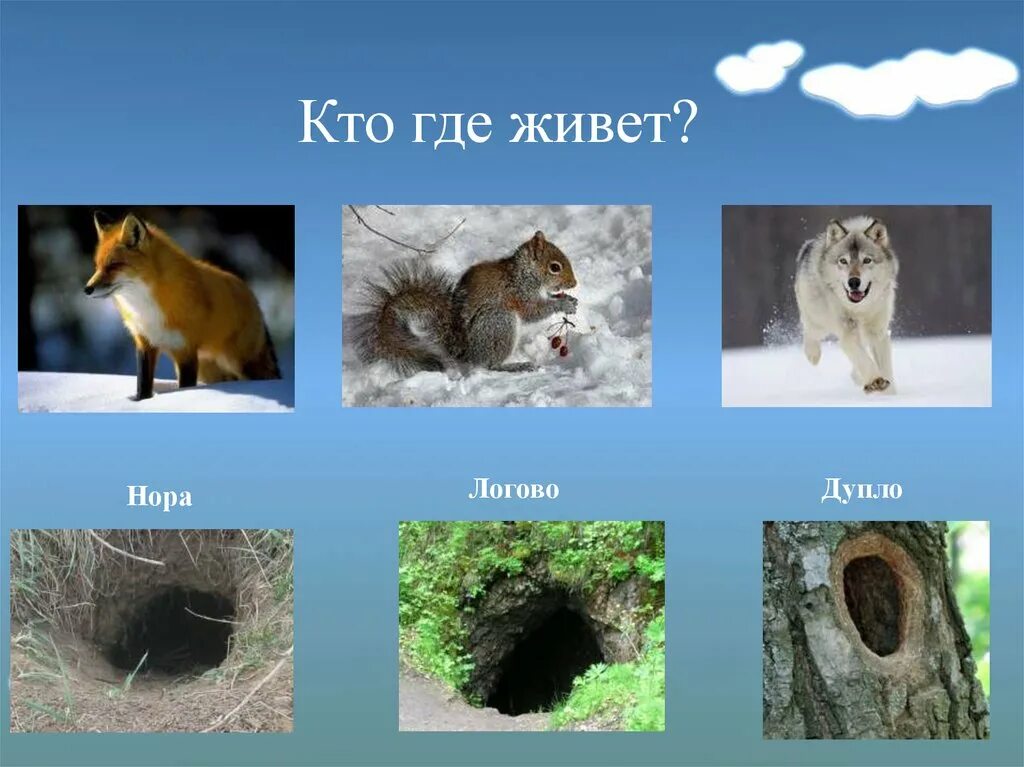 Картинка жилище диких животных Где зимуют дикие