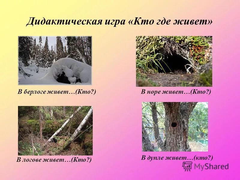 Картинка жилище диких животных В 1 берлоге живут: найдено 82 изображений