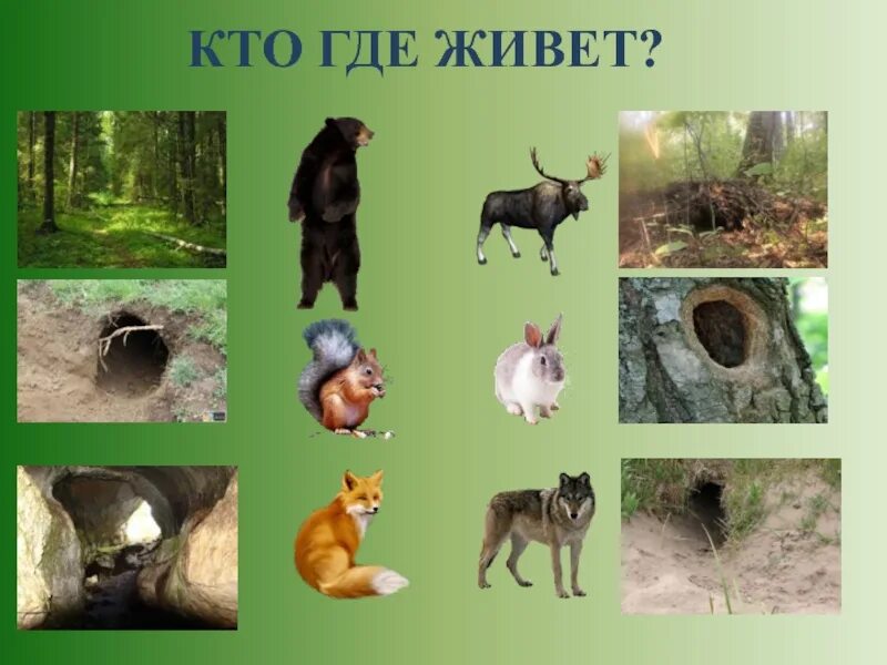 Картинка жилище диких животных Презентация для детей кто где живет дикие животные