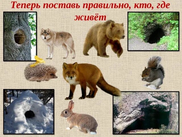 Картинка жилище диких животных Презентация по развитию речи "Дикие животные"