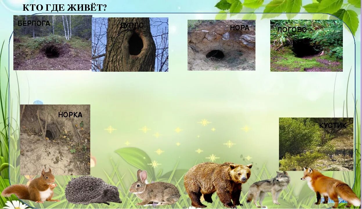 Картинка жилище диких животных Блог учителя-дефектолога группы "Колокольчик": Дикие животные.