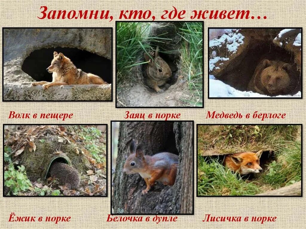 Картинка жилище диких животных В каждом живет зверь: найдено 87 картинок