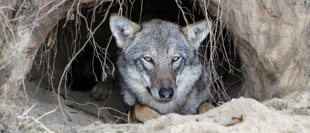 Картинка жилище диких животных What Do Wolves Eat?