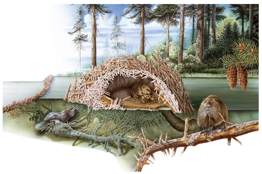 Картинка жилище диких животных Naturalistic Images :: Photos, videos, logos, illustrations and branding :: Beha