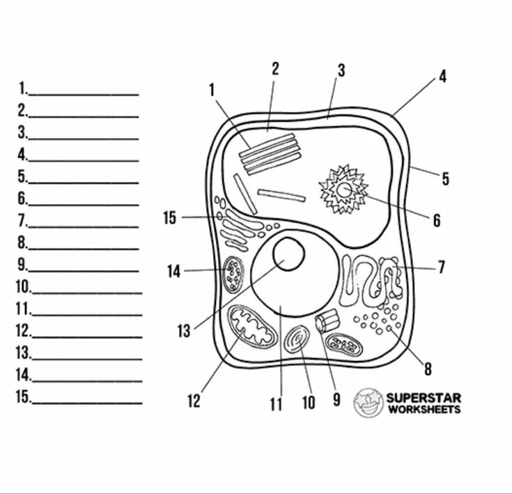 Картинка животная клетка без подписей Pin by lisett arancibia on ACTIVIDADES Biology lessons, Biology lesson plans, Bi