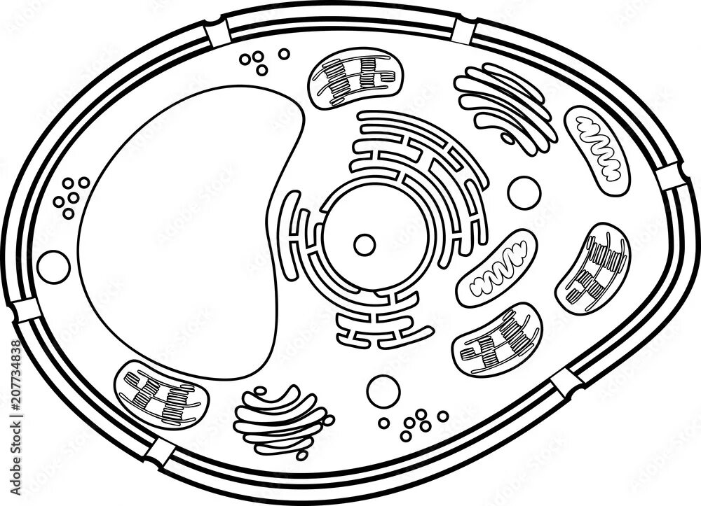 Картинка животная клетка без подписей Coloring page. Plant cell structure Stock Vector Adobe Stock