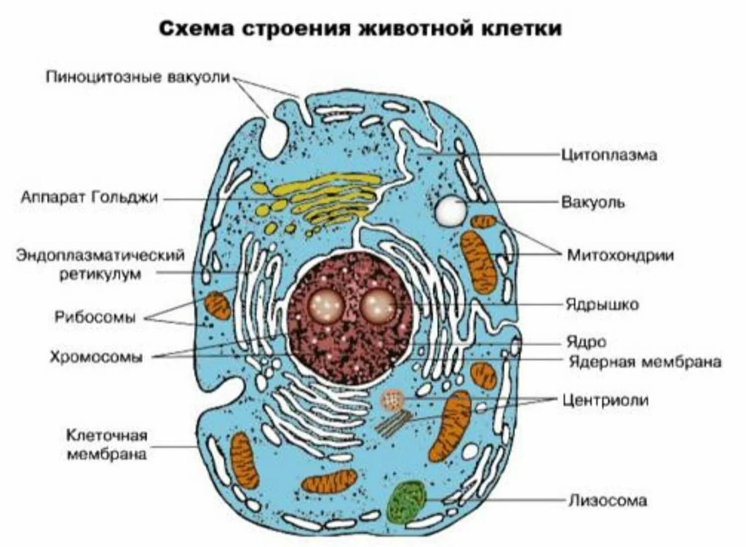 Картинка животная клетка без подписей Гдз по рускому я зыку Углубленное изучение биологии, Уроки биологии, Растительна