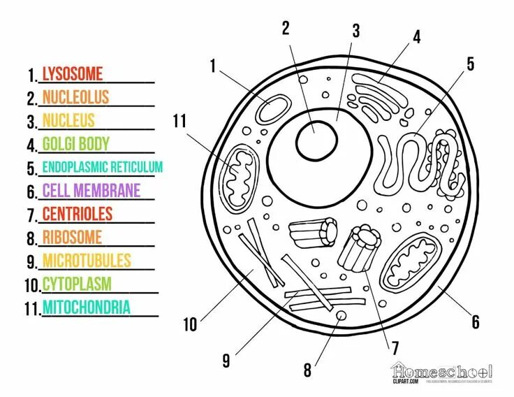 Картинка животная клетка без подписей Pin on School Stuff Science cells, Animal cell, Cells worksheet
