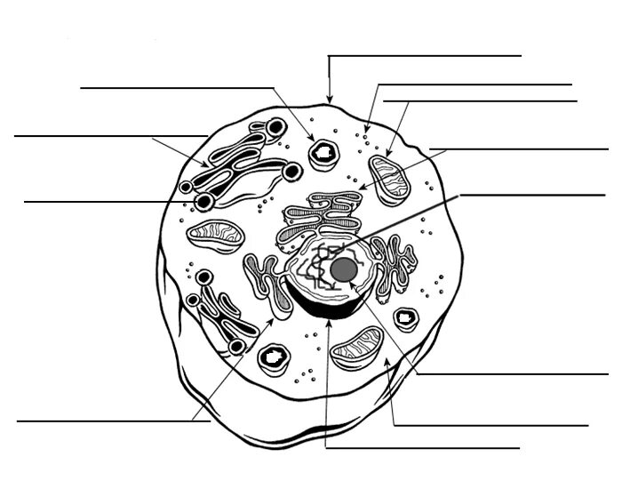 Картинка животная клетка без подписей Cell Label Worksheets Cell diagram, Animal cells worksheet, Plant cells workshee