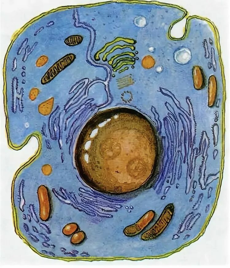 Картинка животная клетка без подписей Будова клітини людини Cellular nutrition, Nutrition, Cell
