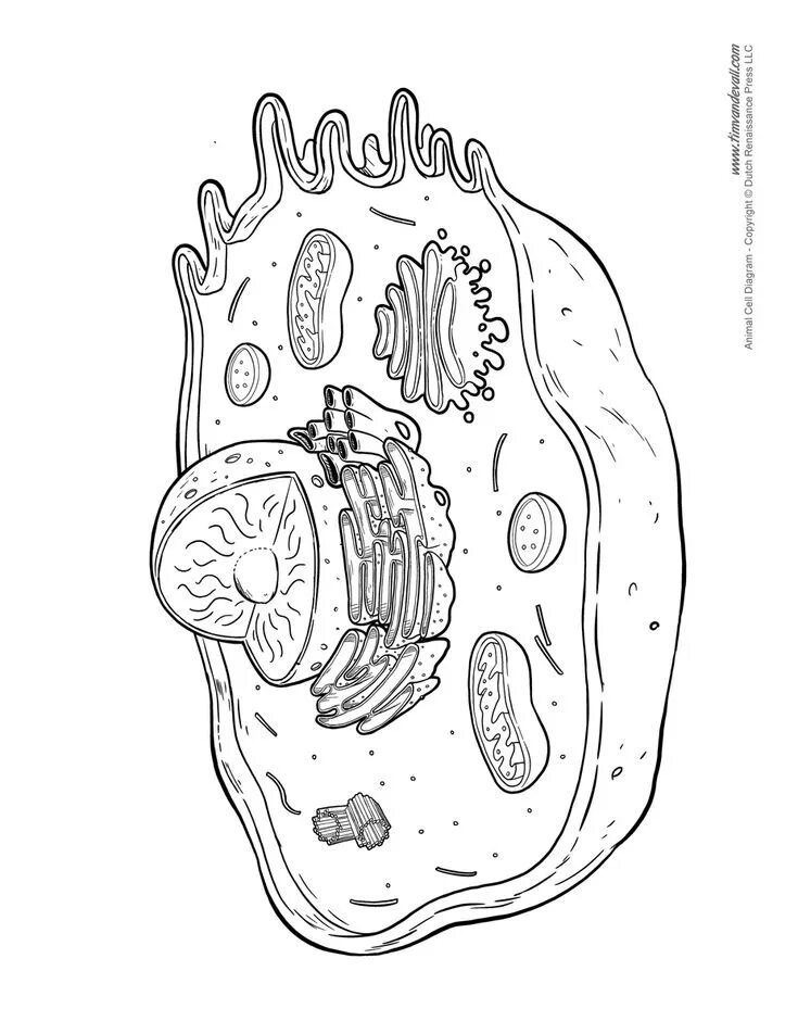 Картинка животная клетка без подписей Pin on Learning Animal cell drawing, Cell diagram, Animal cells worksheet