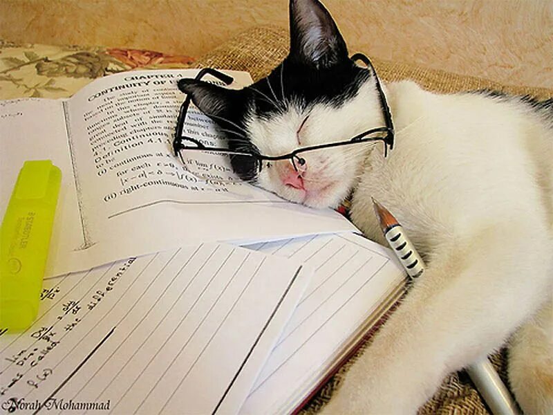 Картинка животное учится Agotado Cat work, Crazy cats, Cute cats