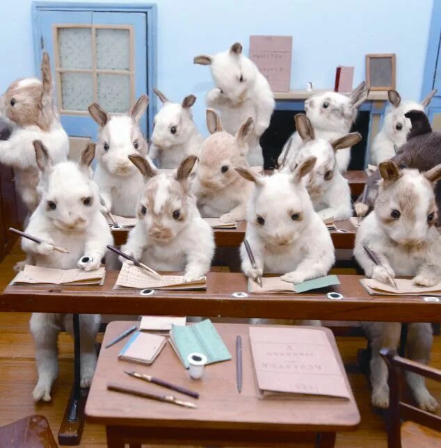 Картинка животное учится The kitsch world of Victorian taxidermy revealed Taxidermy, Taxidermist, Animals