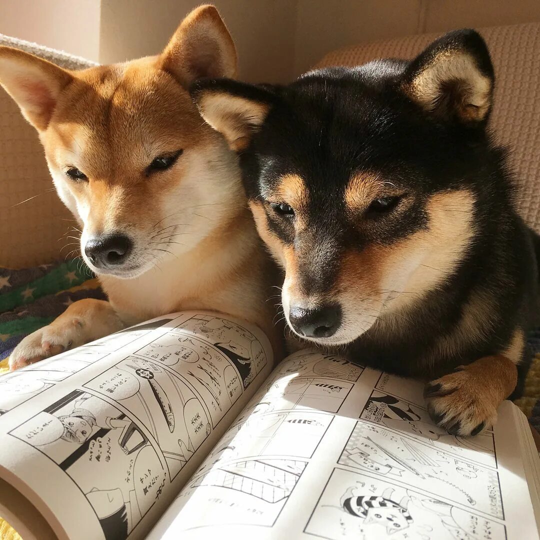 Картинка животное учится Have fun! Cães bonitos, Bichinhos fofos, Cachorro