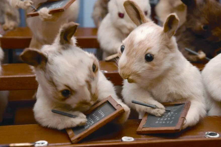 Картинка животное учится Victorian-era taxidermist became master of weird art