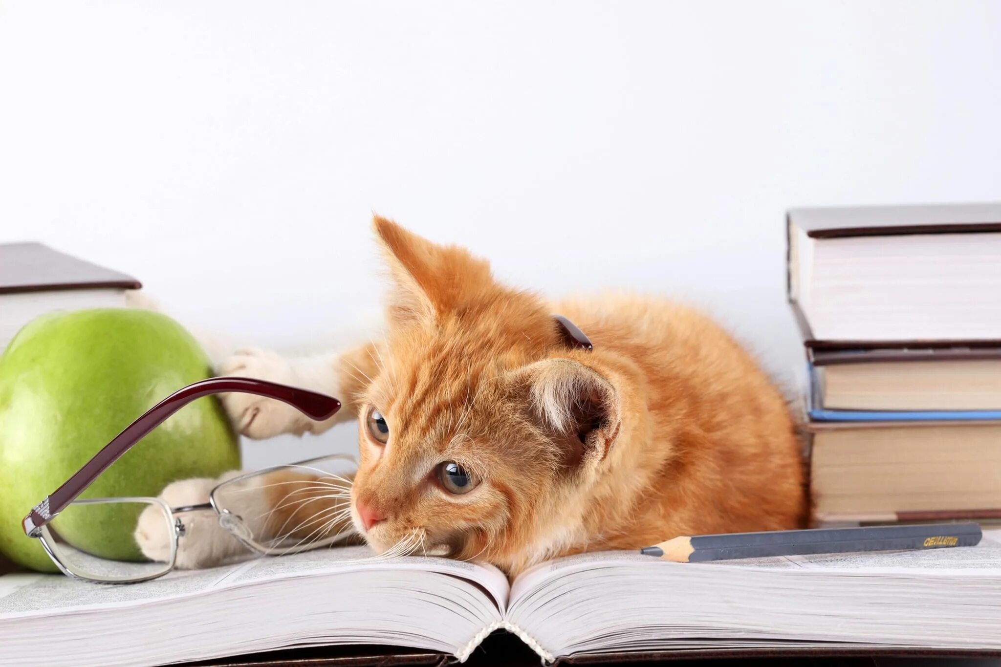 Картинка животное учится Книжная выставка "Котовасия" 2020, Самара - дата и место проведения, программа м